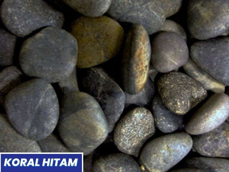 batu koral sikat hitam