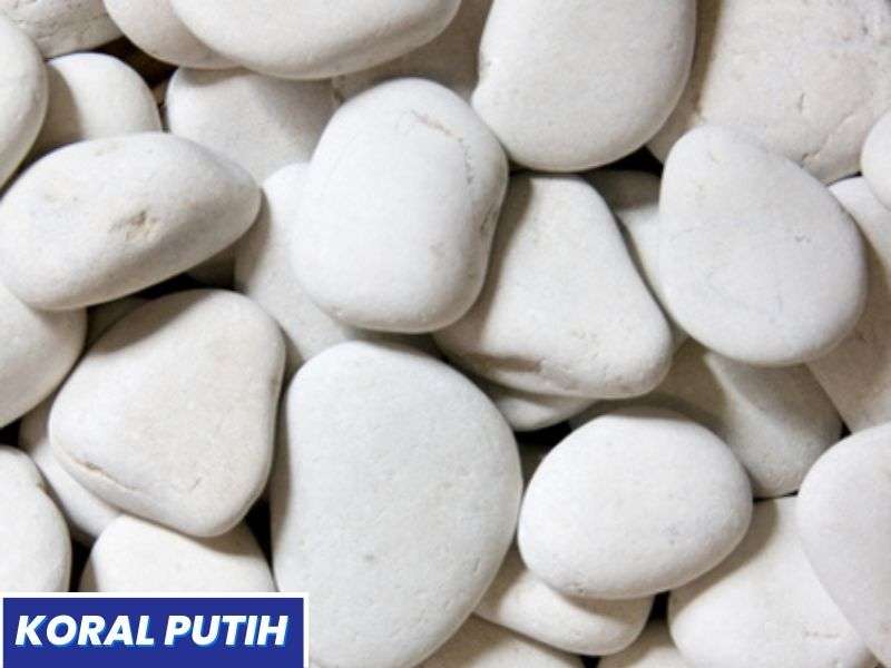batu koral sikat putih